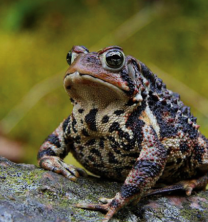 Toad